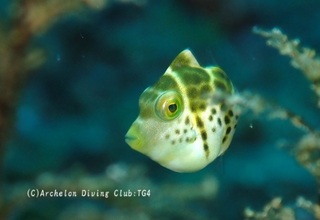 nokogiri240912-ide.jpg