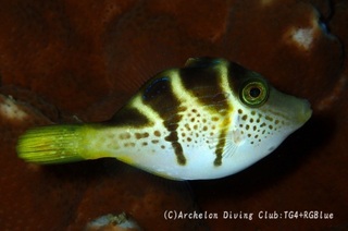nokogiri250312-k.jpg