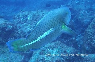 obishime230824-idekyona.jpg