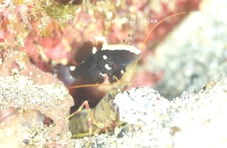 odorihaze240723-y.jpg
