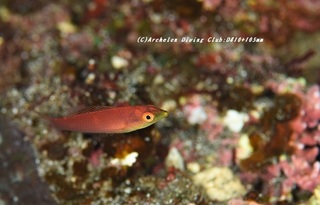 oguro210106-ya.jpg