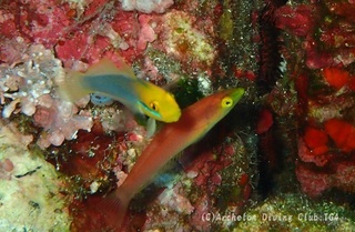 ogurobera240727-tare.jpg