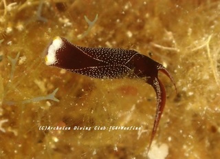 ohaguro230803-so.jpg