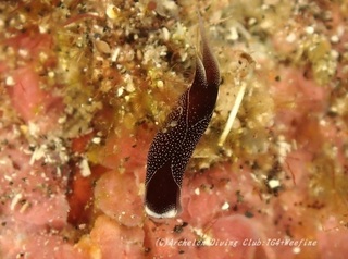 ohaguro230914-n.jpg