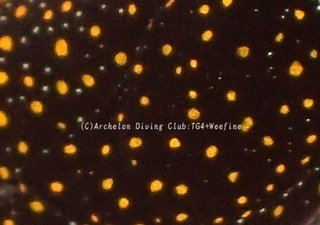 ohaguro231117-ss.jpg