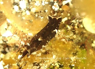 ohaguro240619-s.jpg