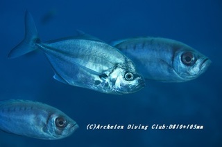 okiaji191001-01.jpg