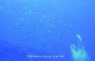 okiaji230929-01.jpg