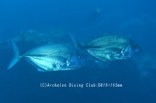okiaji231127-n.jpg
