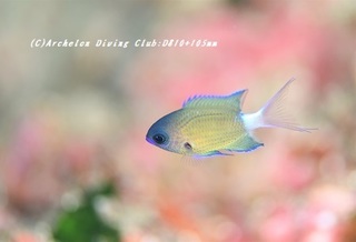 onaga190608.jpg