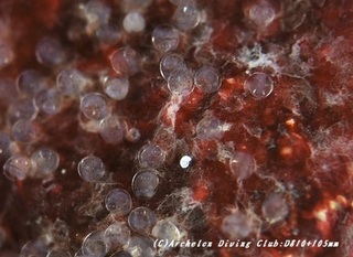 onagasuzume190624-04egg.jpg