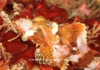 onikasago231010-y.jpg