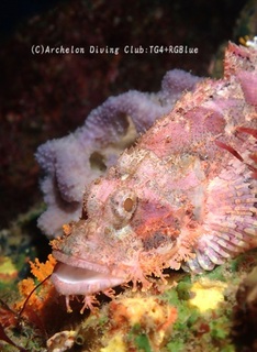 onikasago250116-y.jpg