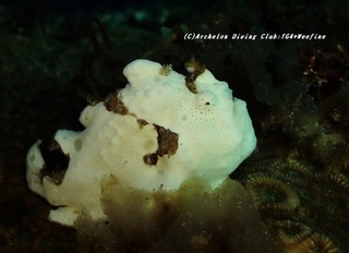 oomonkaeru201106.jpg