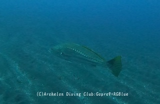 oonibe250409-y.jpg