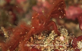 orautan231213-y.jpg