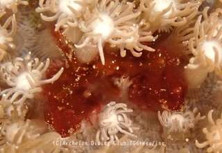 orautan240103-y.jpg