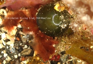 orautan240122-y.jpg