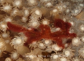 orautan240127-y.jpg