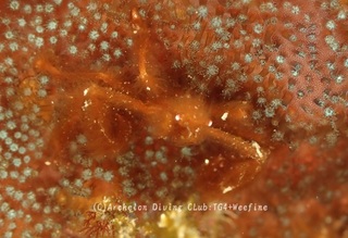 orautan240219-y.jpg