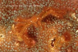 orautan240302-y.jpg