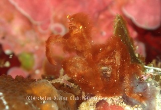 orautan240304-y.jpg