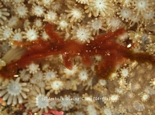 orautan240419-y.jpg