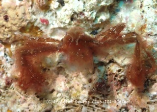 orautan240722-ide.jpg