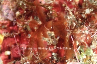 orautan241120-y.jpg