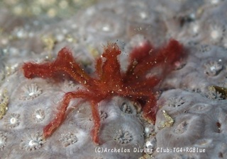 orautan241225-y.jpg