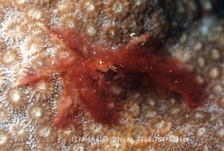 orautan250108-s.jpg