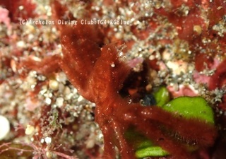 orautan250219-y.jpg