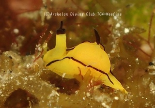 orenij240624-s.jpg