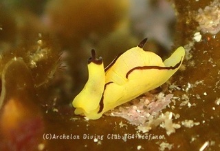 orenji240420-y.jpg