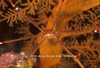 orutoman230807-zomi.jpg