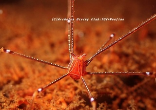 orutoman230826-n.jpg