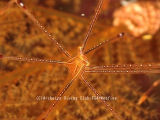 orutoman231122-n.jpg