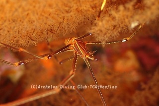 orutoman240414-n.jpg