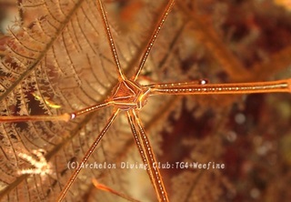 orutoman240526-n.jpg