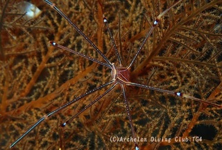 orutoman240822-n.jpg