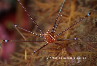 orutoman241006-n.jpg