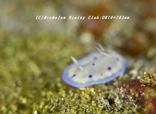 otohime180918.jpg