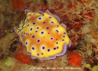 otohime200131.jpg