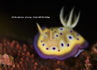 otohime201020.jpg
