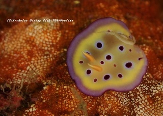 otohime201119.jpg