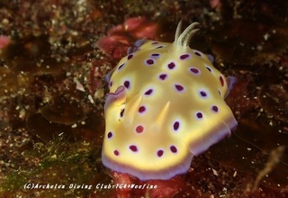 otohime230821-onn.jpg