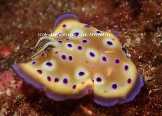 otohime230826-n.jpg