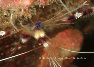 otohime231013-k.jpg