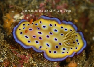 otohime240510-n.jpg