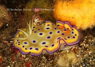 otohime240605-n.jpg